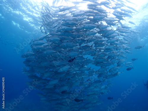 Numerous Bigeye Trevally are swarming and swimming in the sea.