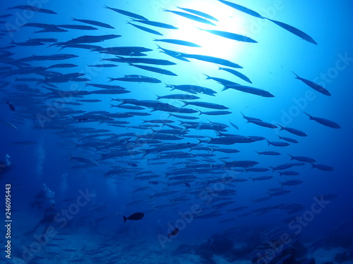 Numerous Bigeye Barracuda are swarming and swimming in the sea.