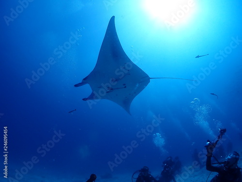 Giant Manta are flying elegantly in the sea.