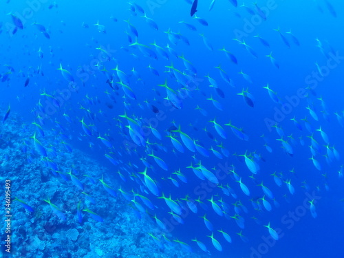 Numerous Yellow and Blueback Fusilier are swarming and swimming in the sea.