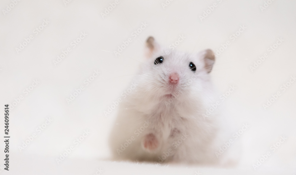 Shuuu Photos Images Assets Adobe Stock Shuuu Photos Images Assets Adobe Stock