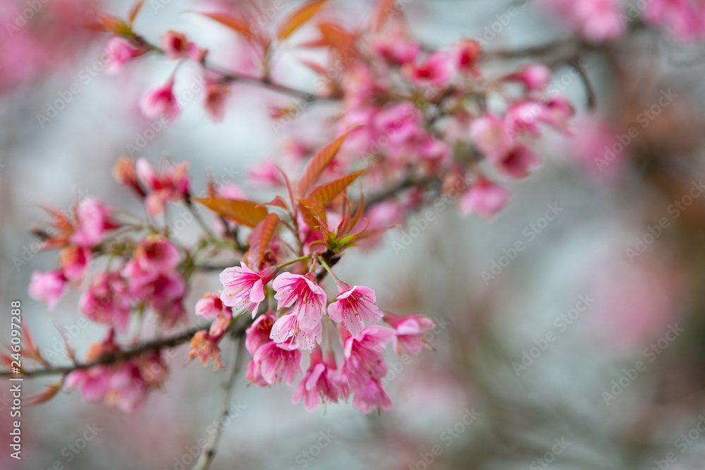 Wild himalayan cherry blooming pink tree of cherry blossom or Sakura flower - in winter at Chiang Mai of Thailand.soft focus.