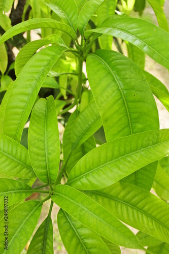 Green mango leaves, organic plant