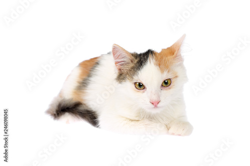 Fototapeta Naklejka Na Ścianę i Meble -  Beautiful 4-5 months old calico kitten lying sick with inflamed eyes, swollen eyelids and discharge. Isolated on white background