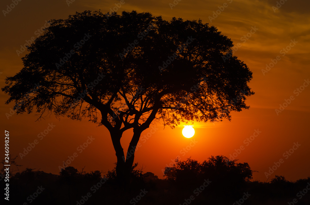 The sun sets majestically behind a tree in the Kruger National Park, South Africa.