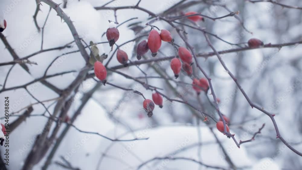 Branches of wild rose bush in winter with red berries, сovered by snow Branches of wild rose bush in winter with red berries, сovered by snow