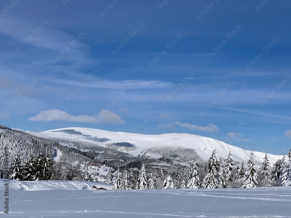 Frosty beautiful day in Krkonose, trees covered with white snow against the winter landscape. Frosty beautiful day in Krkonose, trees covered with white snow against the winter landscape.