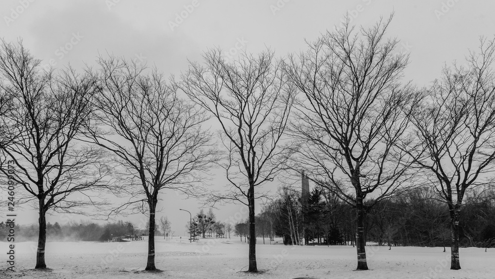 Winter scene of leafless trees at Hokkaido Japan Winter scene of leafless trees at Hokkaido Japan