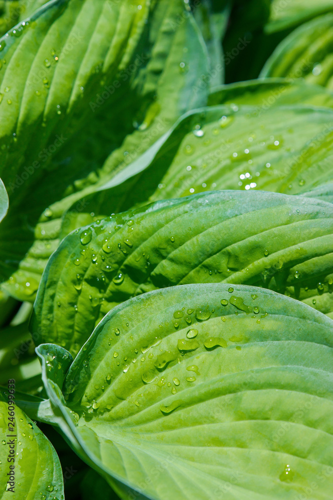 Hosta leaves with dew drops close up vertical view abstract background Hosta leaves with dew drops close up vertical view abstract background