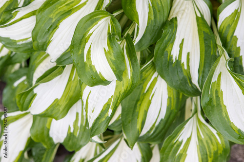 Hosta leaves with dew drops horizontal view abstract background