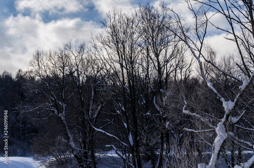 Fototapeta Naklejka Na Ścianę i Meble -  zimowy las Bieszczady