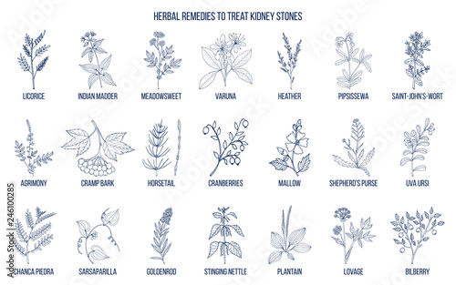 Best herbs for kidney stone disease photo