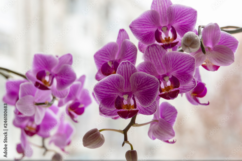 Soft focus of two branches of striped purple mini orchids Sogo Vivien. Phalaenopsis, Moth Orchid are located against the light on a gentle blurry background. A lovely idea for any design. Soft focus of two branches of striped purple mini orchids Sogo Vivien. Phalaenopsis, Moth Orchid are located against the light on a gentle blurry background. A lovely idea for any design.