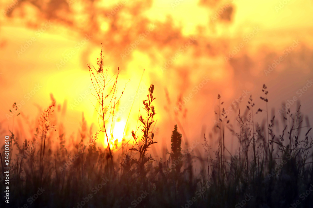 The bright morning sun shines through the branches of trees and plants.