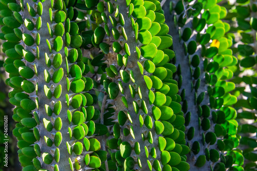 Cactus plant with green leaves (alluaudia procera) - closeup image photo