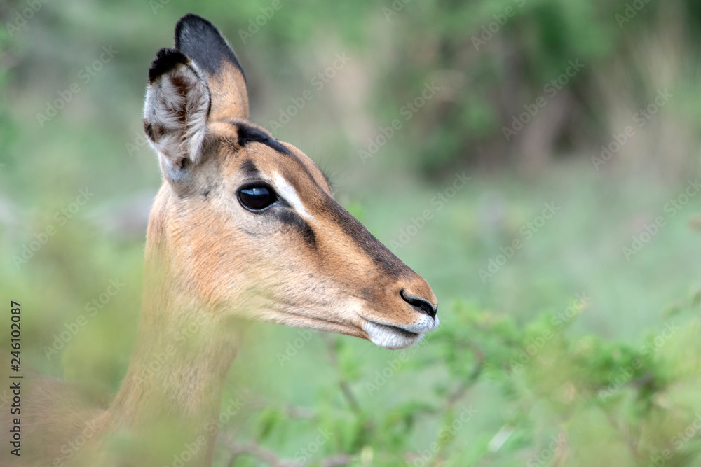 Obraz premium Impala Antelope