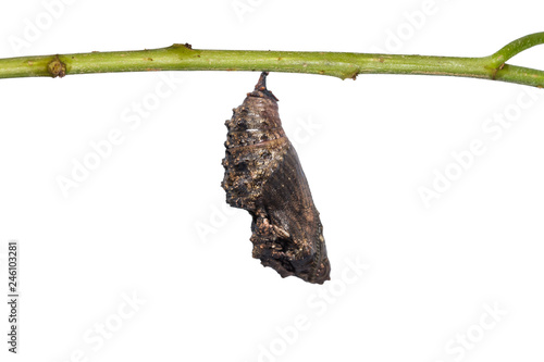 Fototapeta Naklejka Na Ścianę i Meble -  Popinjay (Stibochiona nicea) pupa