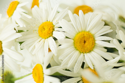 white spring many daisies closeup