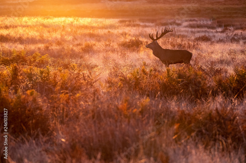 Red Deer (Cervus elaphus) in morning light