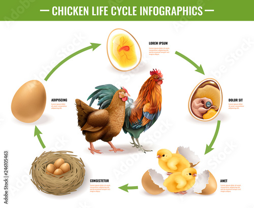 Chicken Life Cycle Infographics