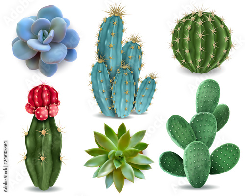 Leinwand Poster Cactus Succulent Realistic Set