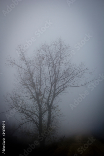 Tree in the fog