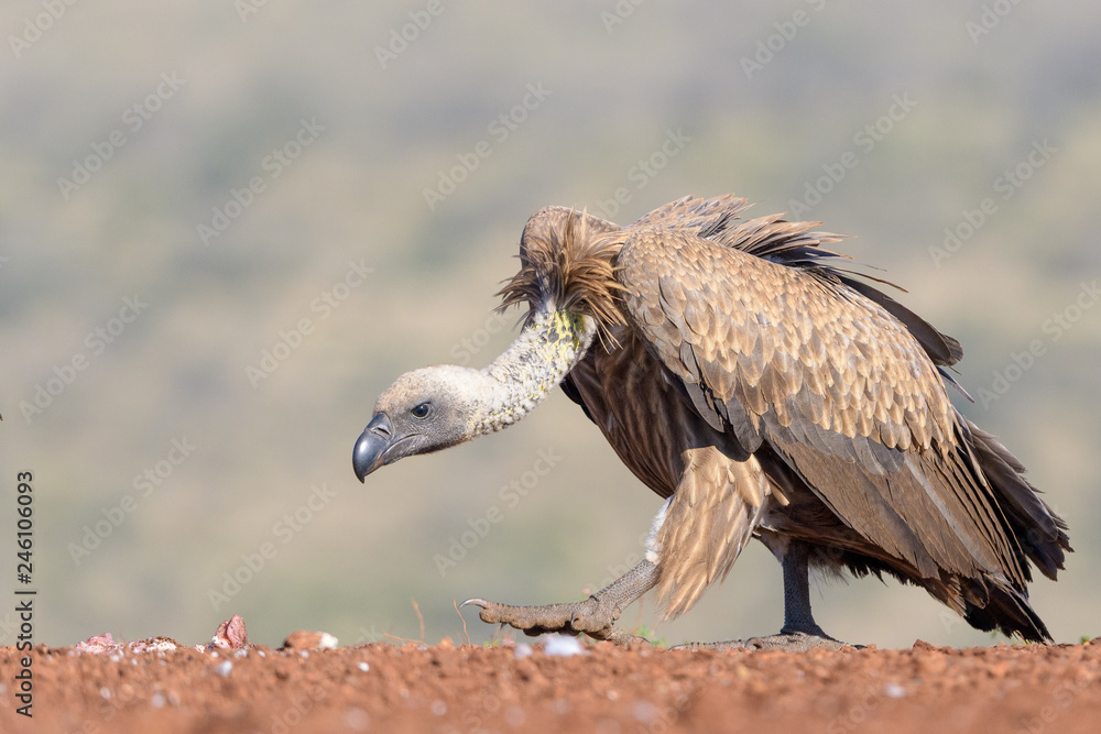 White-backed vulture (Gyps africanus)