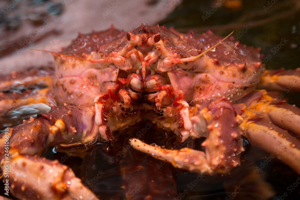 Fresh Japanese hair crab, King Crab of Hokkaido, Japan , Fresh Red King Crab Fresh Japanese hair crab, King Crab of Hokkaido, Japan , Fresh Red King Crab