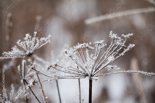 Hoarfrost on plants and flowers. Winter forest. Hoarfrost. Winter. © dimasigida