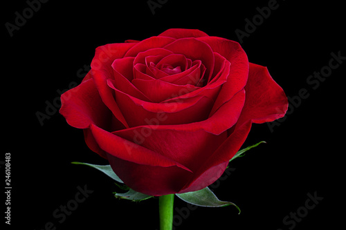 Red rose flower head
