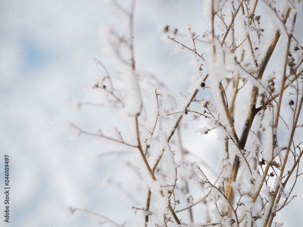 frost on a branch on a frosty day