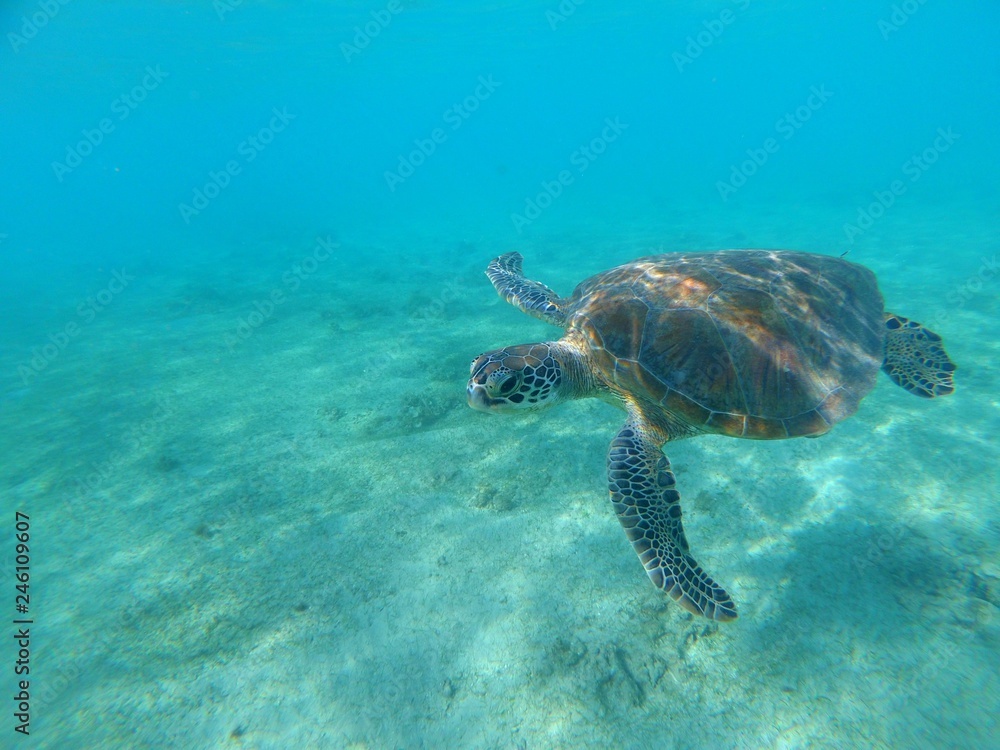 Tortue verte de Mayotte nage dans une eau translucide 