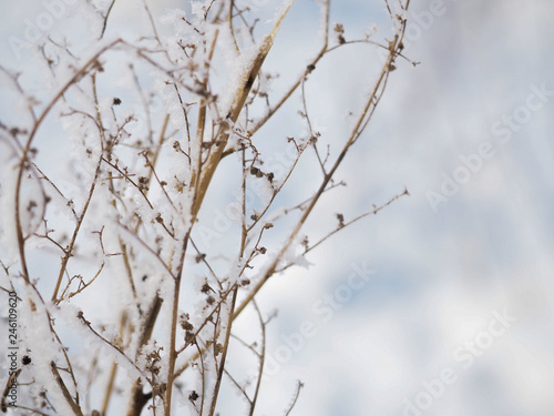 frost on a branch on a frosty day © byallasaa