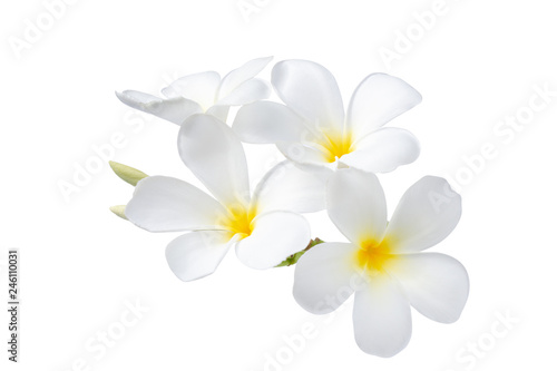 beautiful white plumeria flowers isolated on White background
