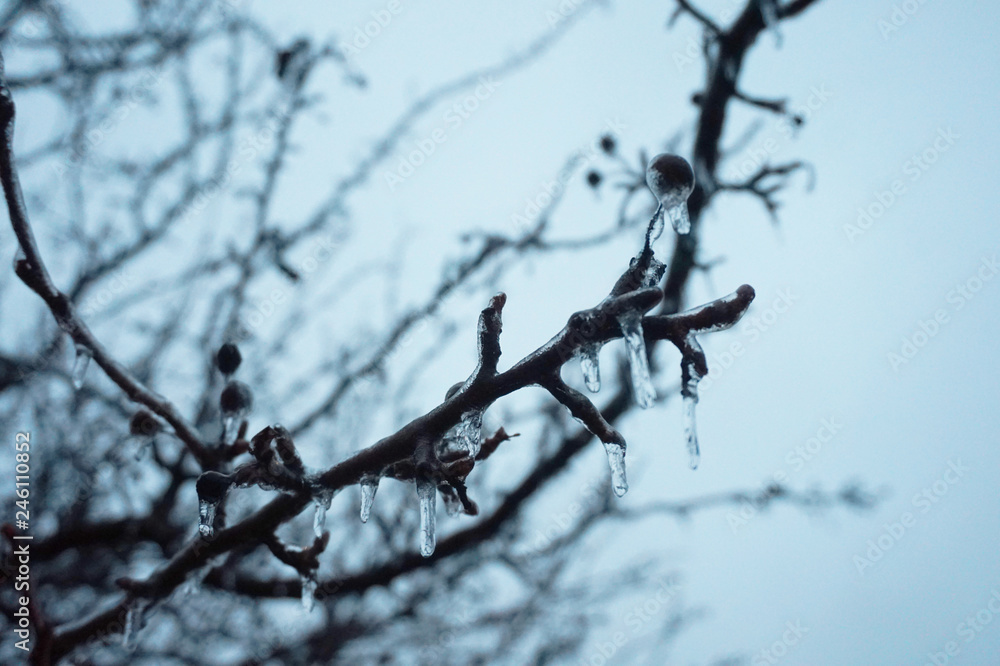 Ice Droplets On Tree