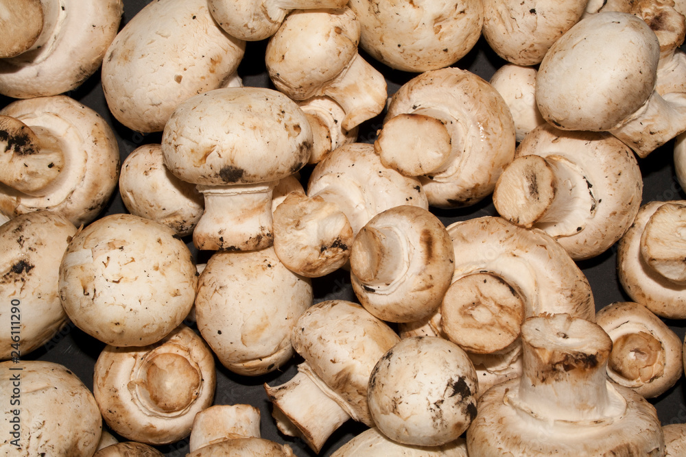 mushrooms isolated on black background