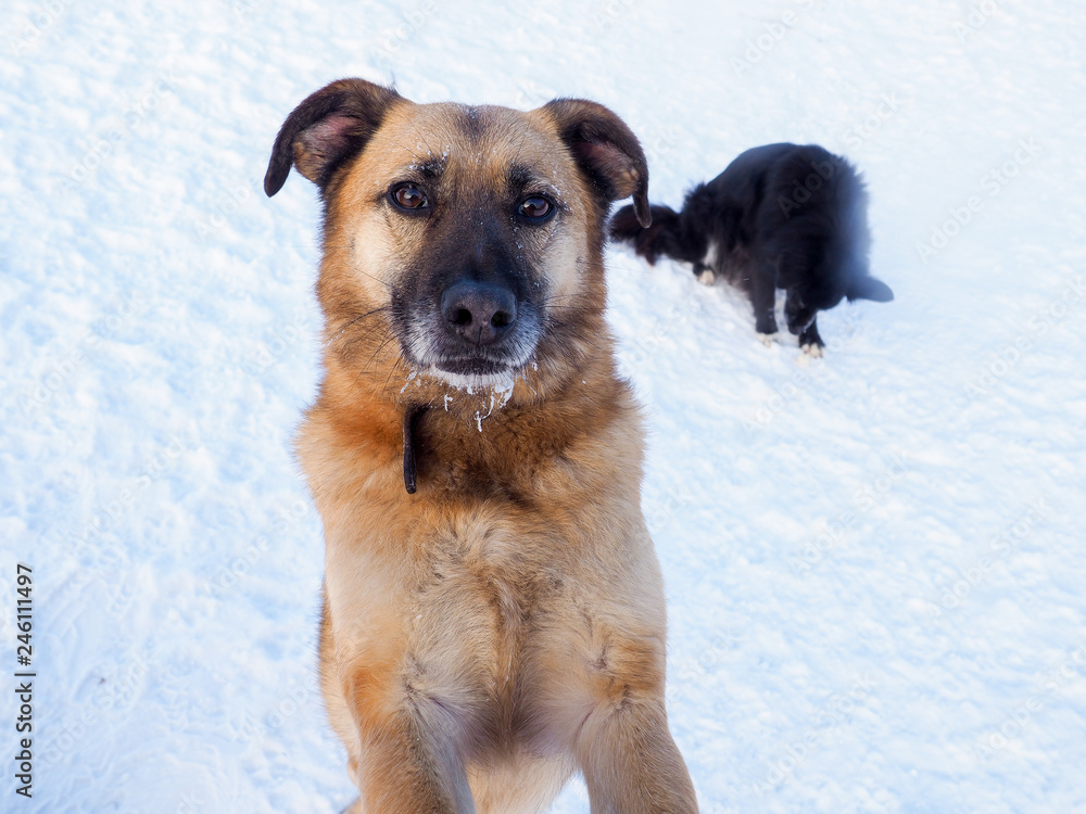 Naklejka premium red-haired homeless dog, street dog, kind and faithful