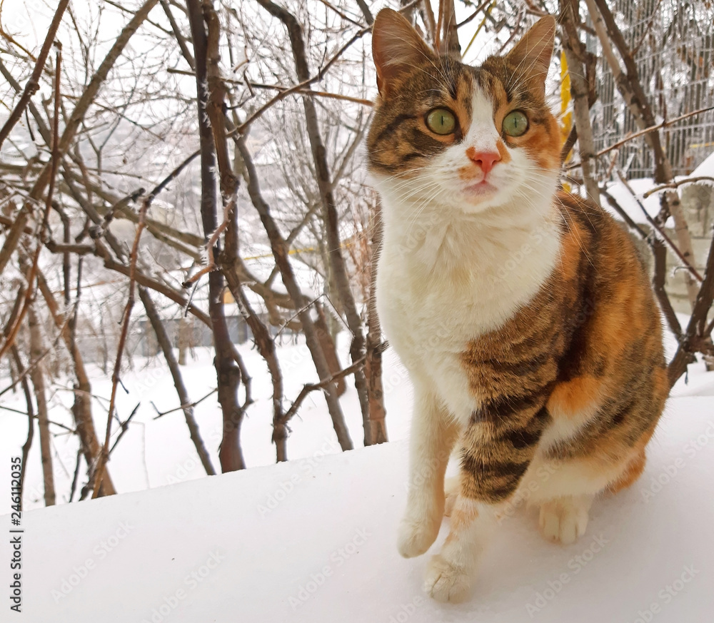 A beautiful three-colored cat in the snow