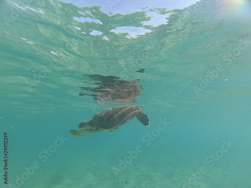 Tortue verte de Mayotte nage dans une eau translucide 