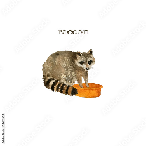 Cute raccoon animal washing cloths. Watercolor.