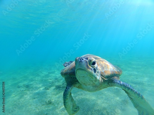 Jeune tortue verte (chelonia mydas) de Mayotte s'approche de la caméra © julesK