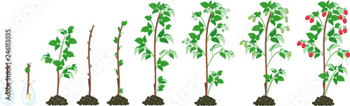 Two year life cycle of raspberry isolated on white background. Growth stages from propagule (stem cutting) to scrub with harvest of red berries