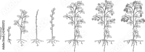 Coloring page with two year life cycle of raspberry isolated on white background. Growth stages from propagule (stem cutting) to scrub with harvest of berries