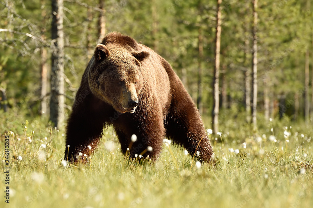 brown bear in the sunny forest brown bear in the sunny forest