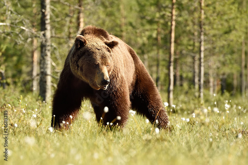 brown bear in the sunny forest