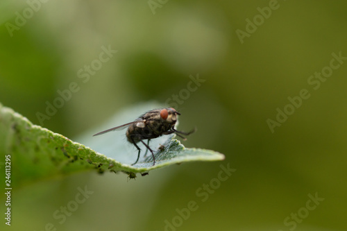 Fliege aauf Blatt