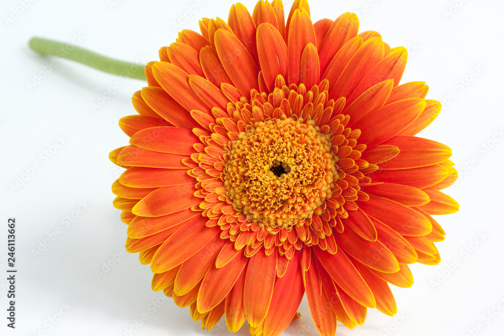 Beautiful orange gerbera on a white background. Close up. Beautiful orange gerbera on a white background. Close up.