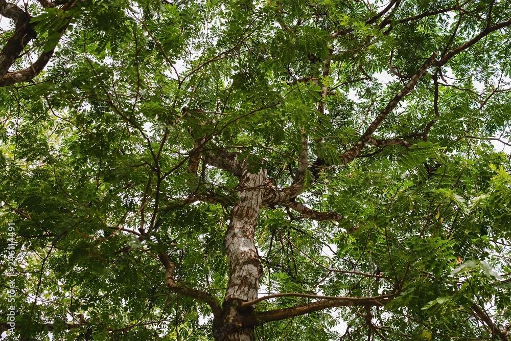 Fototapeta premium Natural green forest tree branches