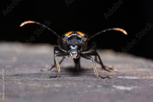 Big death watch beetle close up. Nicrophorus vespillo. Burying beetles or sexton beetles. photo