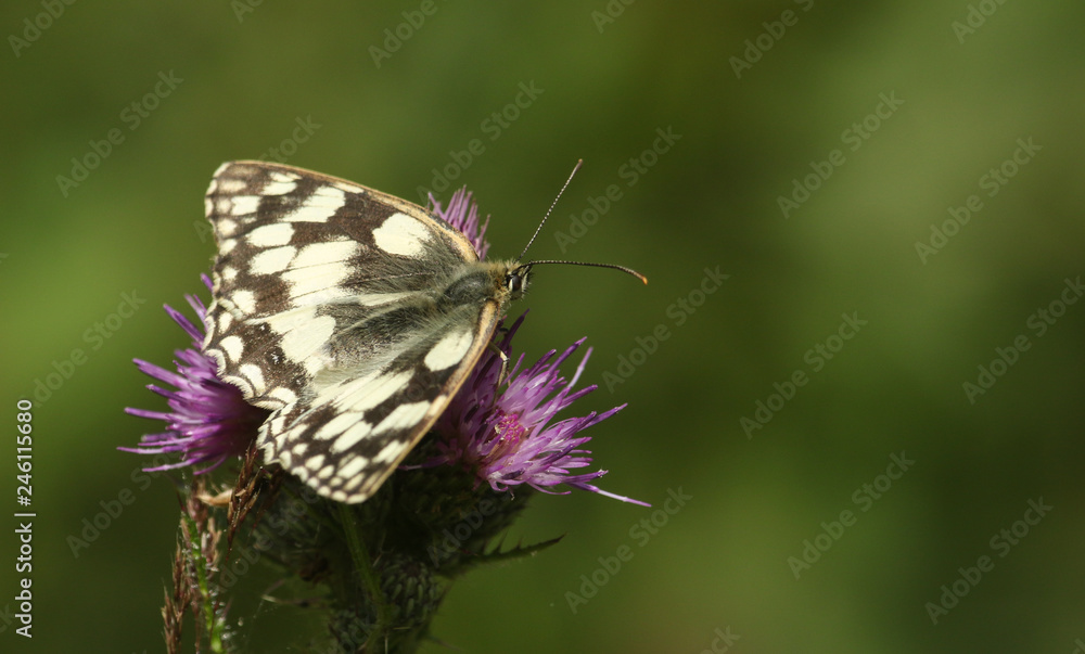 A pretty Marbled White Butterfly (Melanargia galathea) nectaring on a flower.